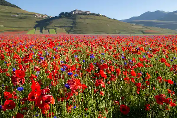Castelluccio di Norcia