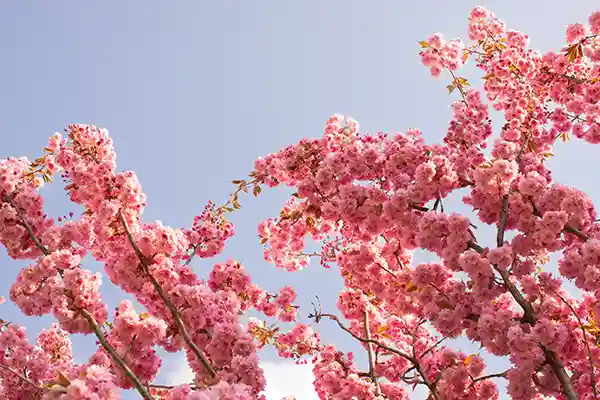 🌸 Mandorli in fiore in Italia: dove vedere gli spettacoli più belli della primavera