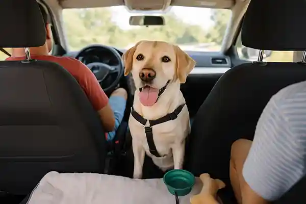 🚗 Viaggiare in auto col cane: consigli per un tragitto sereno